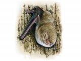 Illustration of Bat (Natterer's) Myotis nattereri (#3884)