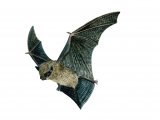 Illustration of Bat (Pipistrelle) Pipistrellus pipistrellus (#0249)