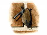 Illustration of Bat (Pipistrelle) Pipistrellus pipistrellus (#0577)