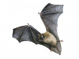 Illustration of Bat (Pipistrelle) Pipistrellus pipistrellus (#0794)