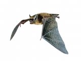 Illustration of Bat (serotine) Eptesicus serotinus (#0239)