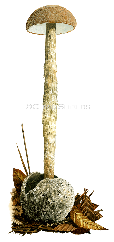 Illustration of Battarraea phalloides (Sandy Stiltball) (#1817)