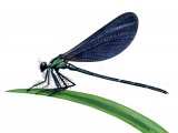 Illustration of Beautiful Damoiselle (Calopteryx virgo) (male) (#1264)