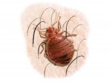 Illustration of Bedbug (Cimex lectularius) (#2419)