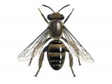 Illustration of Bryony Mining Bee female (Andrena florea) (#3227)