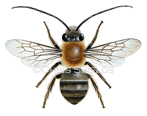 Illustration of Bee (Long-horned mining) Eucera longicornis (#2265)