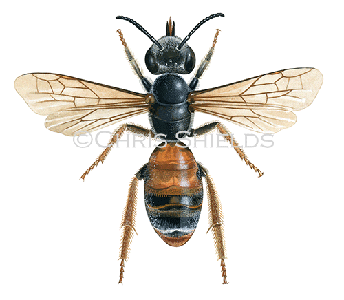Illustration of Bee (Mining) Andrena hattorfiana (#2260)