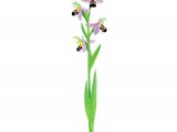 Illustration of Bee Orchids (Ophrys apifera) (#3383)