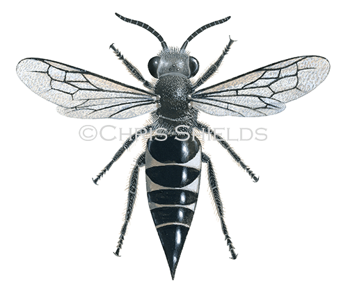 Illustration of Bee (Sharp-tailed) (female) Coelioxys inermis (#0412)