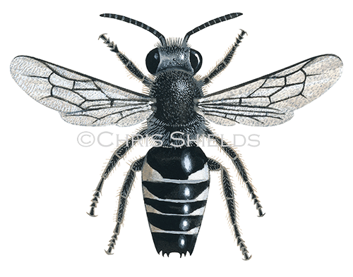 Illustration of Bee (Sharp-tailed) (male) Coelioxys inermis (#0413)