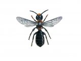 Illustration of Harebell Carpenter Bee (Chelostoma campanularum) (#0408)