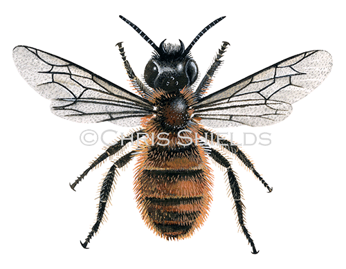 Illustration of Bee (red mason - female) Osmia rufa (#0410)