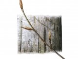 Illustration of Beech bark & twigs (Fagus sylvatica) (#2390)