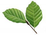 Illustration of Beech leaves (Fagus sylvatica) (#2786)