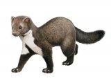 Illustration of Beech Marten (Martes foina) (#4293)