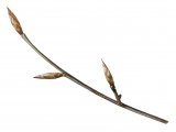Illustration of Beech twig (Fagus sylvatica) (#4330)