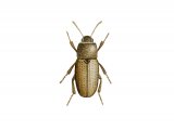 Illustration of Beetle (Phaleria cadaverina) (#2960)