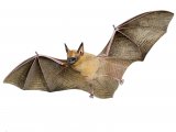 Illustration of Bickhams Little Yellow Bat (Rhogeessa bickhami) (#2734)