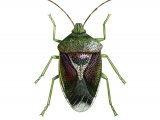 Illustration of Birch Shield Bug (Elasmotethus interstinctus) (#1704)