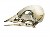 Illustration of Bird Skull (generic) (#0865)