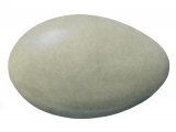 Illustration of Mute Swan egg (Cygnus olor) (#2441)