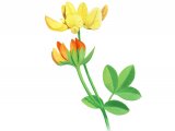 Illustration of Birds-foot Trefoil (Lotus corniculatus) (#3403)