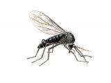 Illustration of Biting Midge (Culicoides spp.) (#2452)