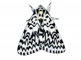 Illustration of Black Arches Moth (Lymantria monache) (#1261)