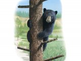 Illustration of Black Bear (Ursus americanus) (#3906)