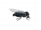 Illustration of Black Fly (Simulium spp) (#2449)