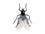 Illustration of Black Fly (Simulium spp) (#2451)