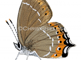 Illustration of Black Hairstreak (Strymonidia pruni) (#2155)