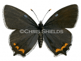 Illustration of Black Hairstreak (male) Strymonidia pruni (#2154)