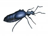 Illustration of Black Oil Beetle (Meloe proscarabaeus) (#4027)