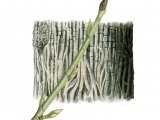 Illustration of Black Poplar bark & twig (Populus nigra) (#2392)