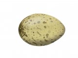 Illustration of Black headed Gull egg (Larus ridibundus) (#1771)