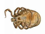 Illustration of Black-legged Tick (Ixodes scapularis) dead unfed male (#4137)
