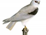 Illustration of Black-shoulderd Kite (Elanus caeruleus) (#3870)
