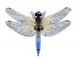Illustration of Dragonfly (Black-tailed Skimmer) Orthetrum cancellatum (#1267)