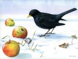 Illustration of Blackbird male (Turdus merula) (#0140)