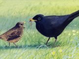 Illustration of Blackbird male & chick (Turdus merula) (#0142)