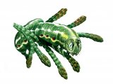 Illustration of Blairs Shoulder Knot Caterpillar (Lithophane leautieri) (#0340)
