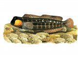Illustration of Blenny (Lipophrys canevae) (#1002)