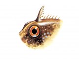 Illustration of Blenny (Montagu's) Coryphoblennius galerita (#0778)