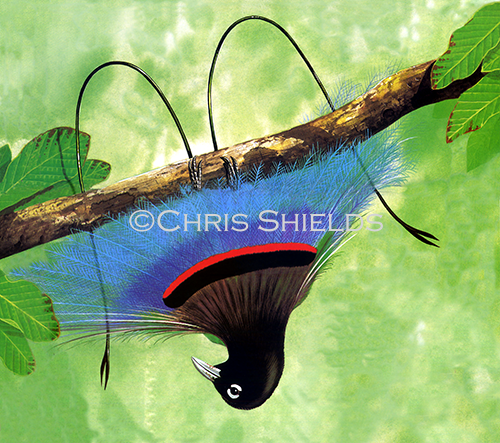 Illustration of Blue Bird of paradise (Paradisaea rudolphi) (#1359)