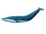 Illustration of Whale (Blue) Balaenoptera musculus (#1677)
