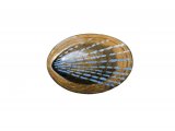 Illustration of Blue-rayed Limpet Helcion pellucidum (#0810)