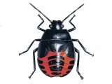 Illustration of Blue Shieldbug Nymph (Zicrona caerulea) (#2525)