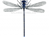 Illustration of Damselfly (Blue-tailed) Ischnura elegans (#1070)