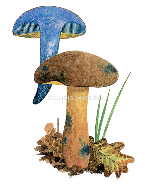 Illustration of Boletus pulverulentus (Inkstain Bolete (#4450)